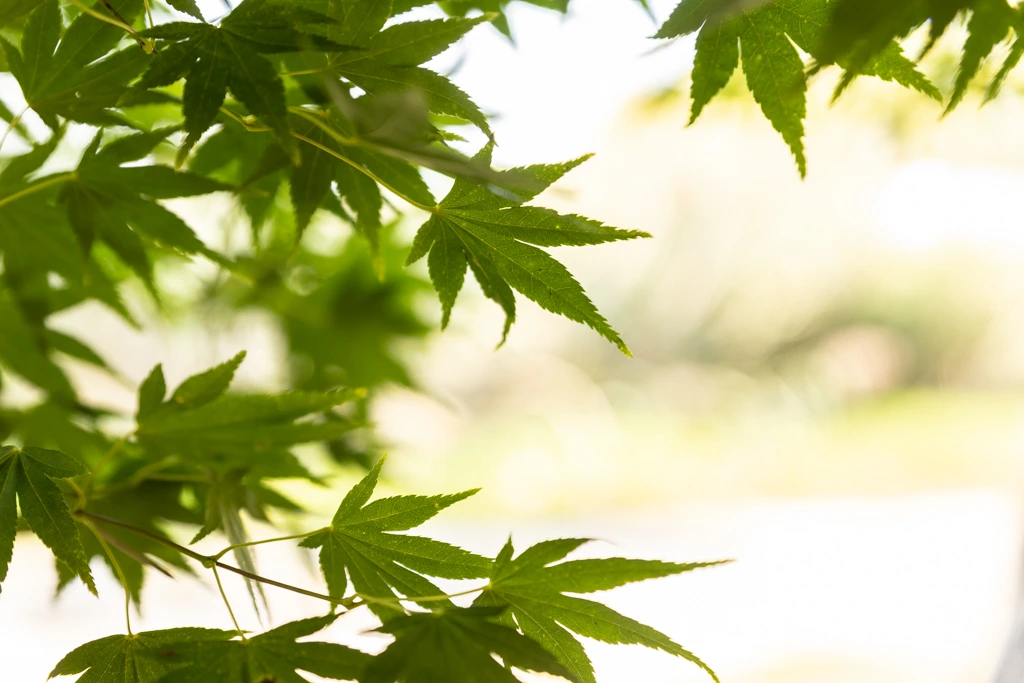 Acer palmatum VJ